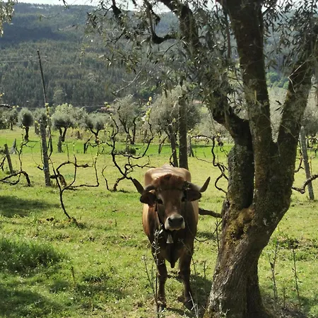 Villa Campo *