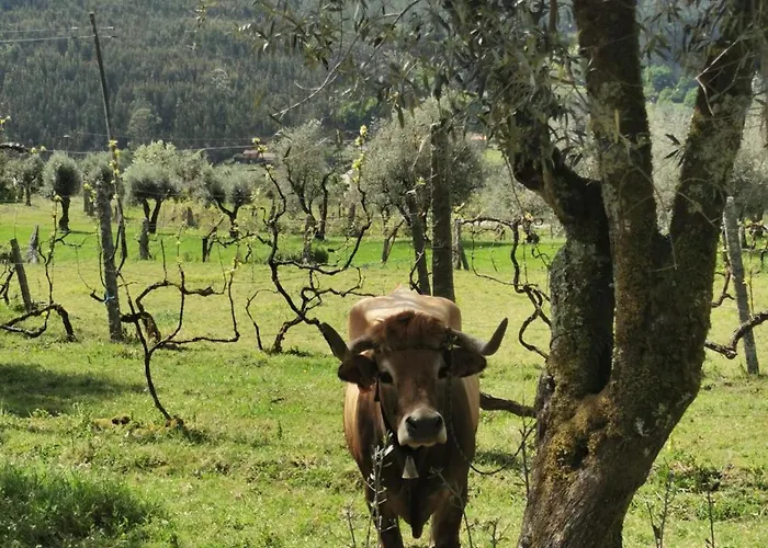 Villa Campo *